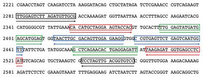 Rapid and Sensitive Detection of Tomato Brown Rugose Fruit Virus in Tomato and Pepper Seeds by Reverse Transcription Loop-Mediated Isothermal Amplification Assays (Real Time and Visual) and Comparison With RT-PCR End-Point and RT-qPCR Methods